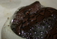 Super Dwarf in Egg 2009