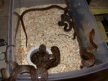 4.6 Super Dwarf Retics