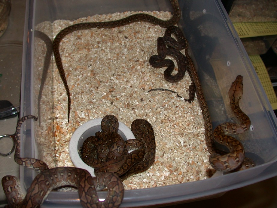 4.6 Super Dwarf Retics