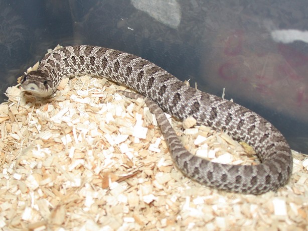 2008 Anery Male