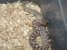 2008 Anery Male 24