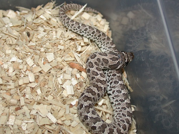 2008 Anery Male 24