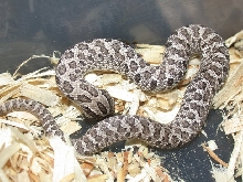 2008 Anery  Western Hognose Male