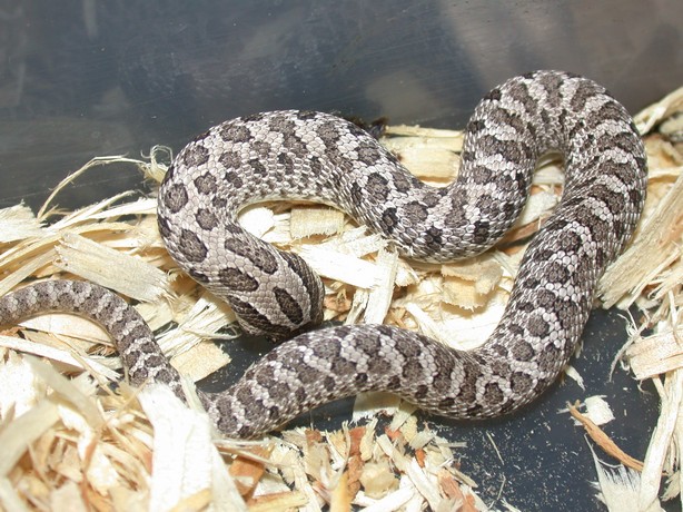 2008 Anery  Western Hognose Male