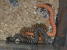 Double Het x Double Het Snow clutch