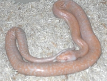 Albino Granite Burmese
