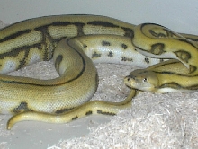 Anai