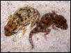 Helmeted Gecko Pair