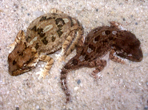 Helmeted Gecko Pair