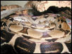 Ivory boa