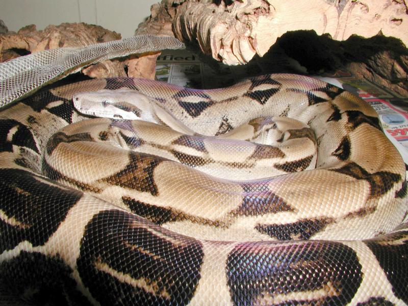 Ivory boa