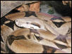 Ivory boa