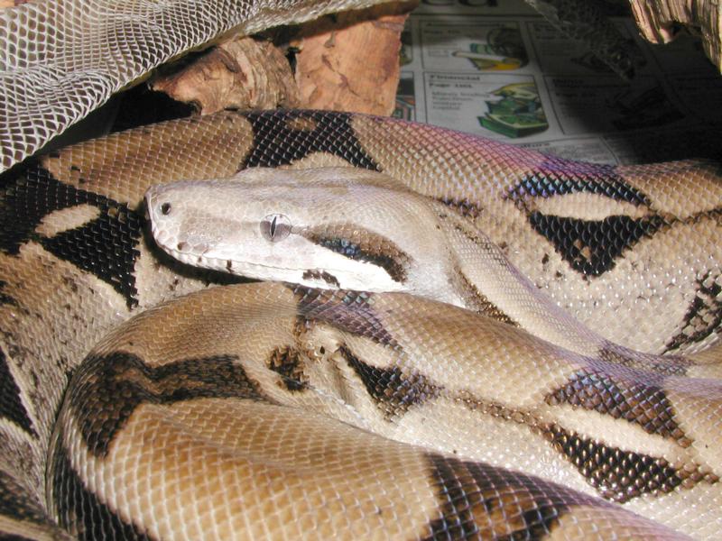 Ivory boa