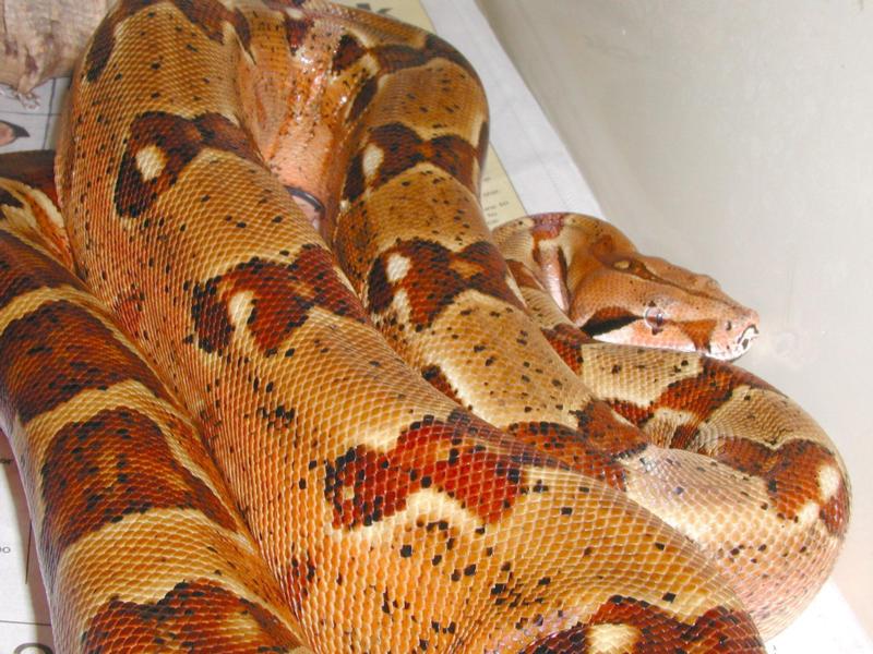Monstertail Hypo