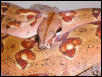 Monstertail Hypo