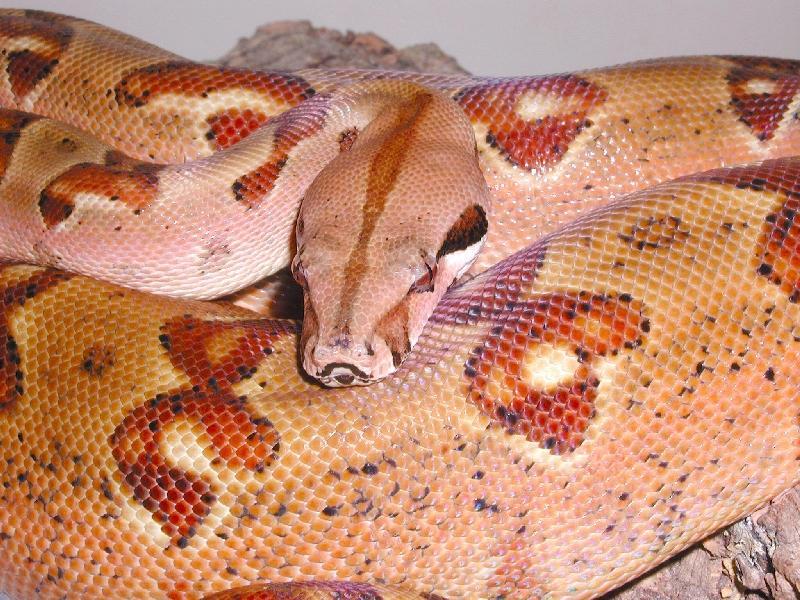 Monstertail Hypo