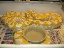 Gravid Lav Albino Female