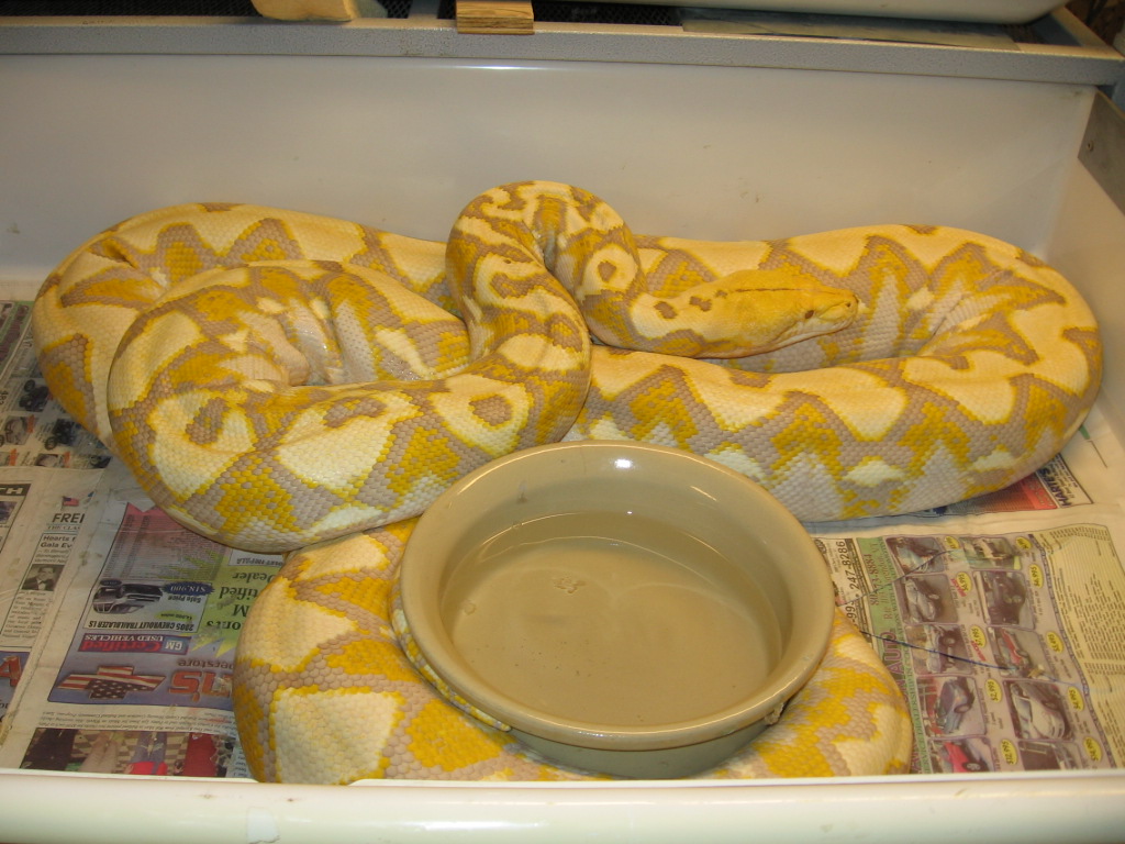 Gravid Lav Albino Female