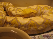 Close up Lav Albino Female Gravid