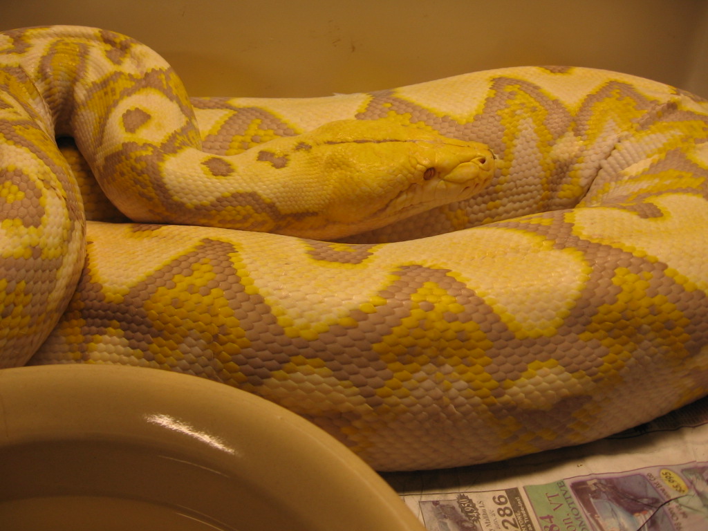 Close up Lav Albino Female Gravid