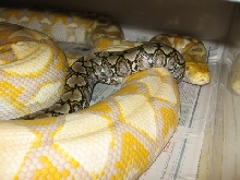 4.3lb Superdwarf male locked with 67 lb Lav Albino Female