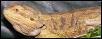 Beardie