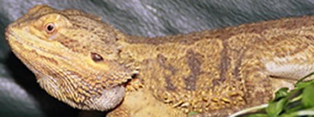 Beardie