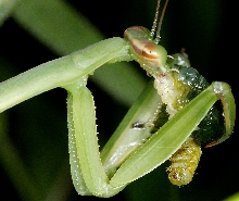 Preying Mantis Nymph Eating Grub