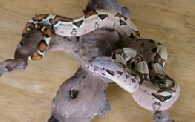 Female Leticia Boa