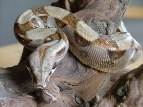 Male Leticia Boa