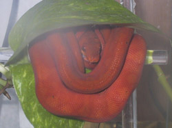 Red Ammy