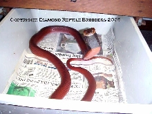 Male Red Spitter