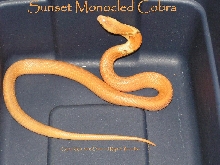 Sunset Monocled Cobra