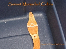 Sunset Monocled Cobra