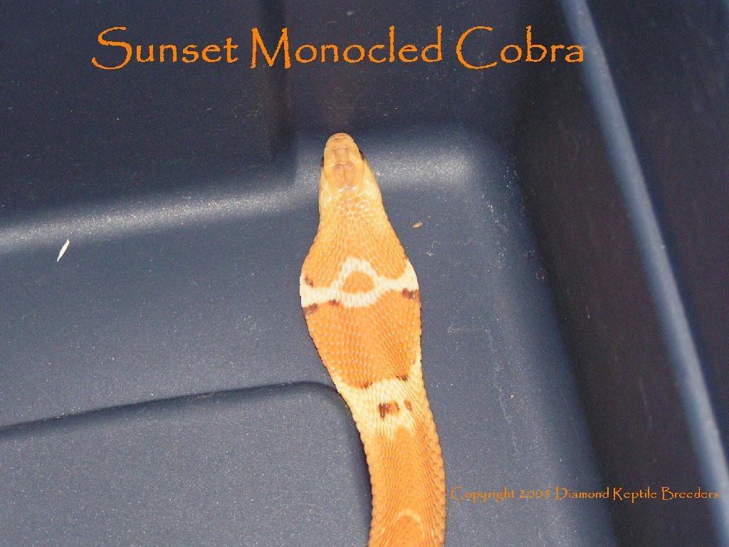 Sunset Monocled Cobra