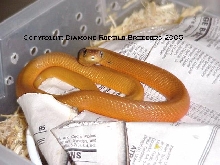Yearling Red Spitter