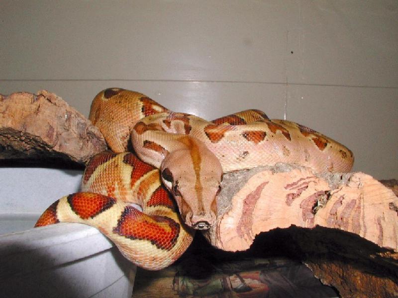 Monstertail Hypo