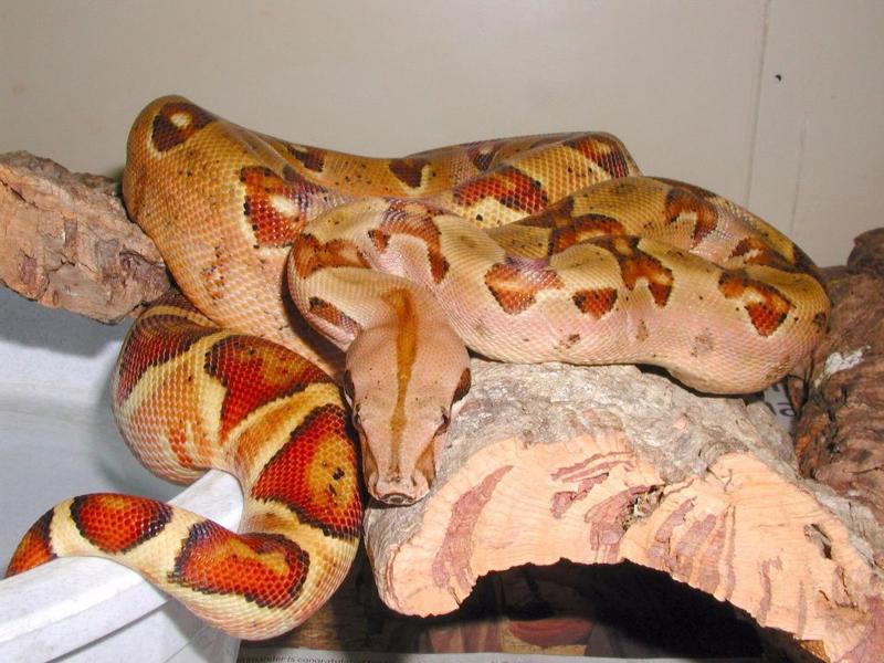 Monstertail Hypo