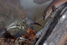 rhac. sarasinorum