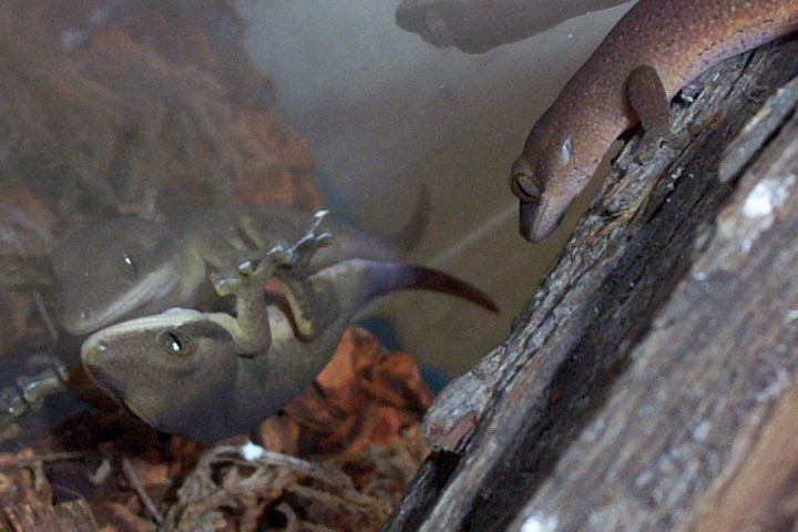 rhac. sarasinorum