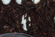 sarasinorum hatching