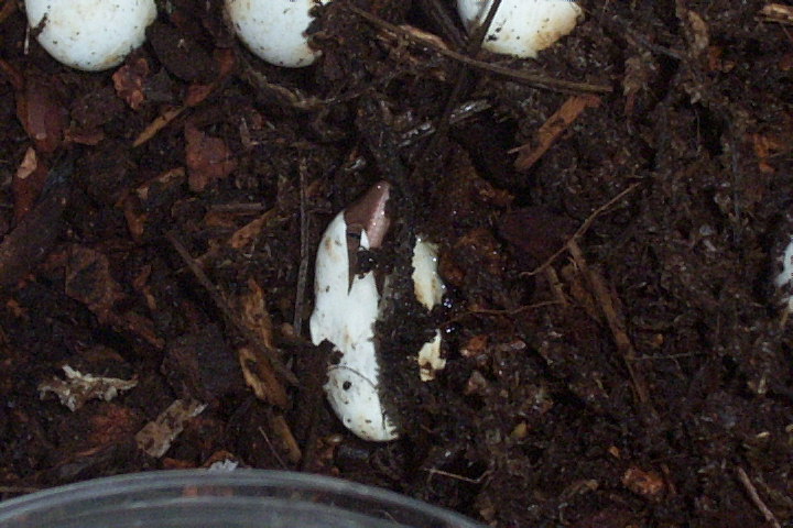sarasinorum hatching