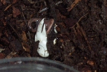 sarasinorum hatching