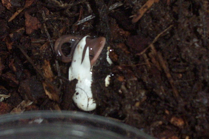 sarasinorum hatching