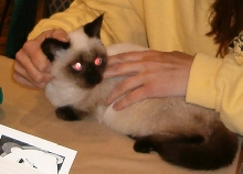 Bandit 1