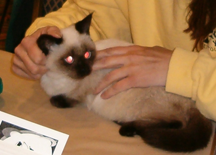 Bandit 1
