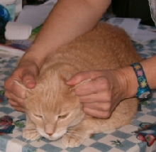 Taz