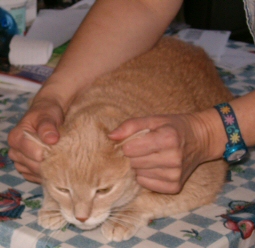 Taz