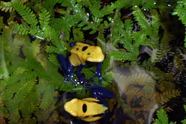 citronella