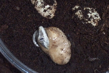 gargoyle gecko hatching a couple minutes later